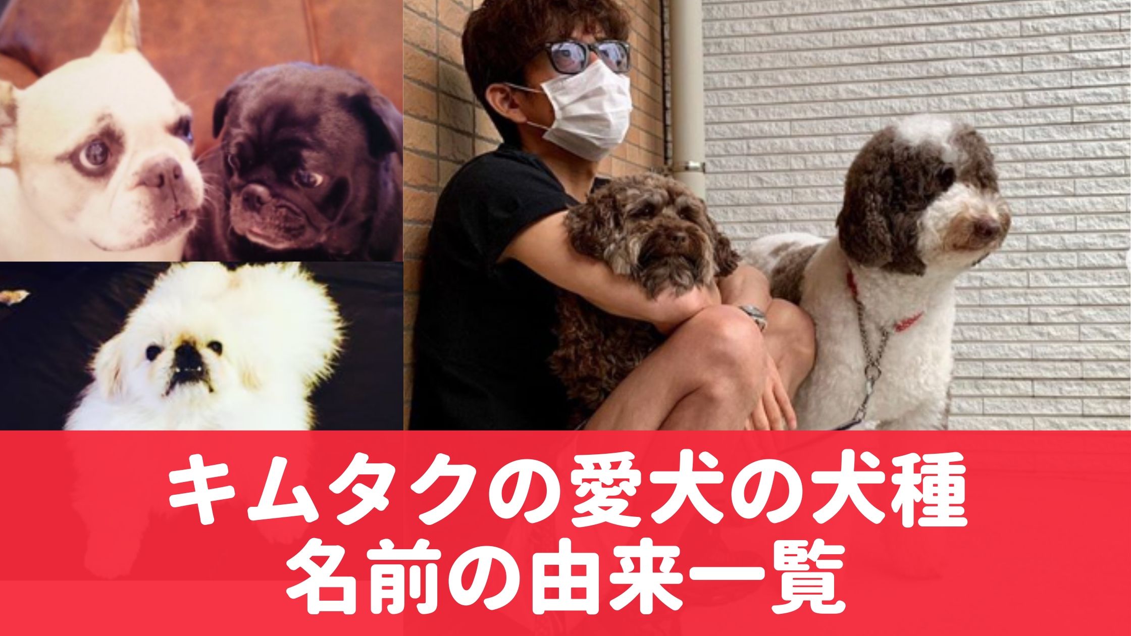 キムタクの愛犬エト アムの犬種は 現在６匹 工藤静香やcocomi Kokiも投稿 気になるマガジンdogyear